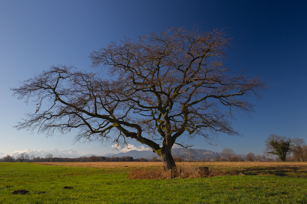 Lauteracherried im Jänner 2